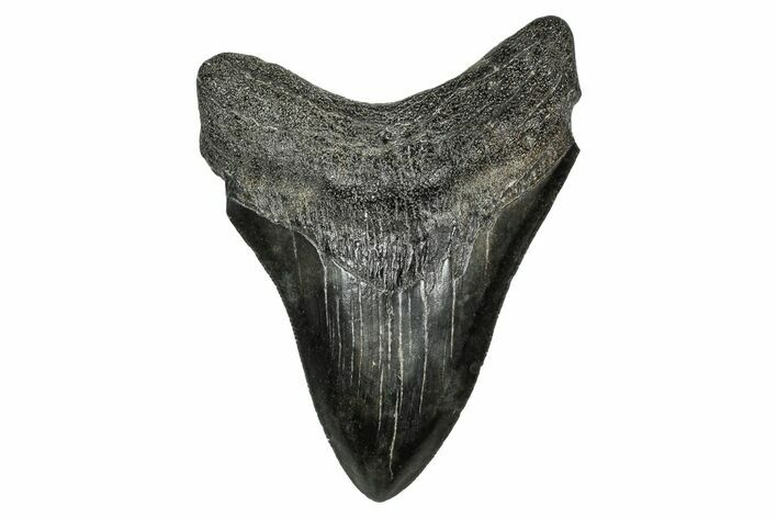 Serrated, Fossil Megalodon Tooth - South Carolina #341440